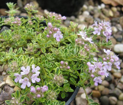 Thymus 'Hartington Silver' 